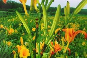 南通园艺博览园